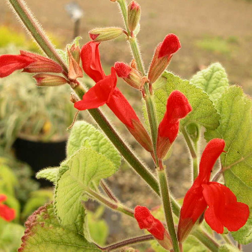 SALVIA darcyi