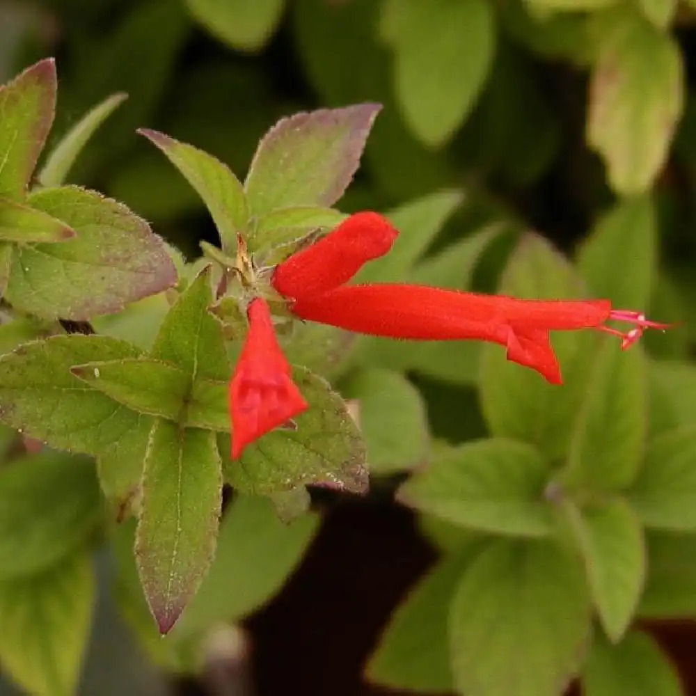 SALVIA elegans 'Scarlet Pineapple' (='Rutilans')