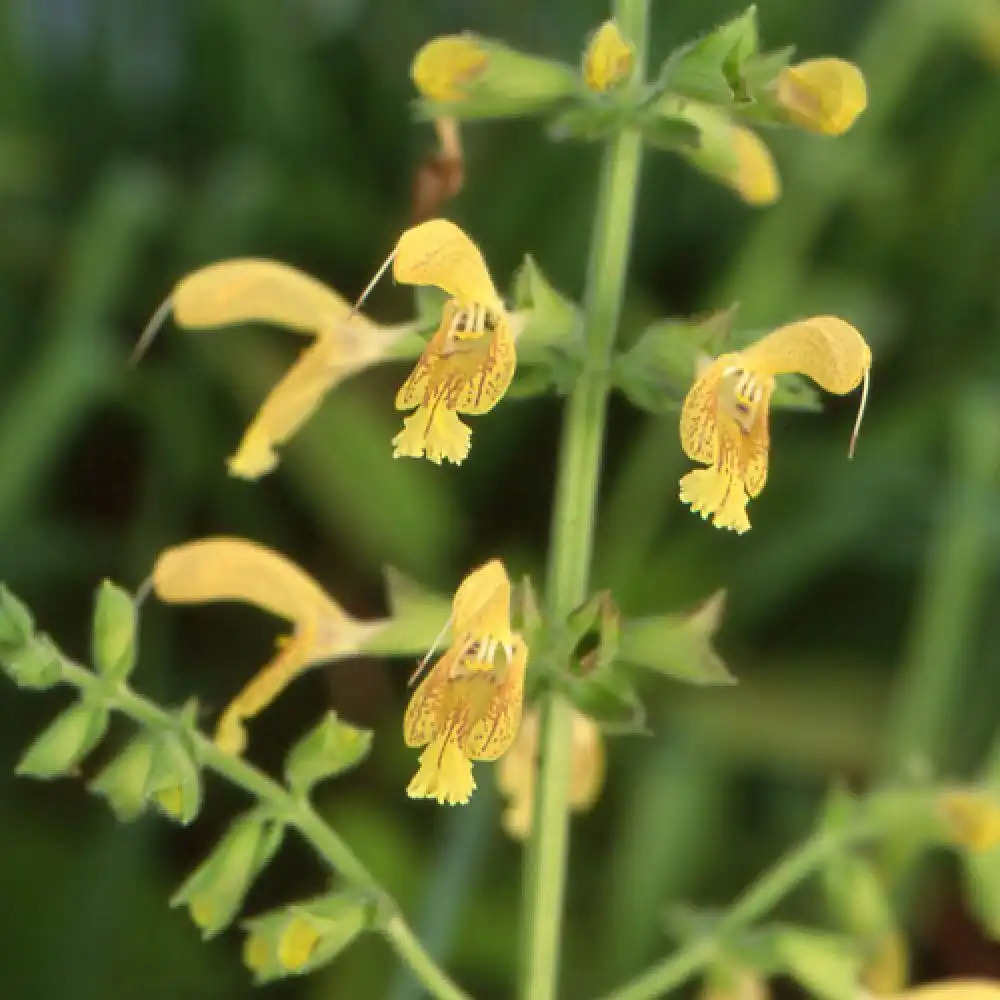 SALVIA glutinosa.' image 2
