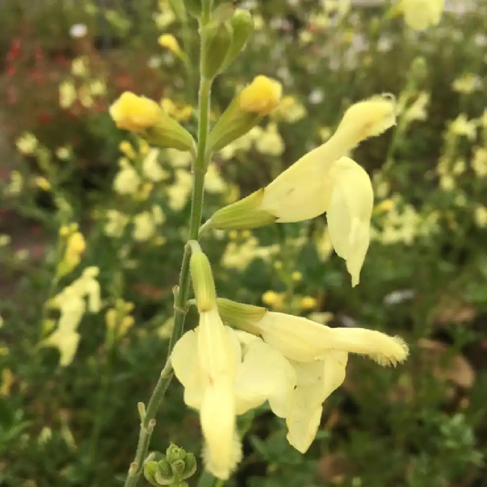 SALVIA greggii 'Sungold'