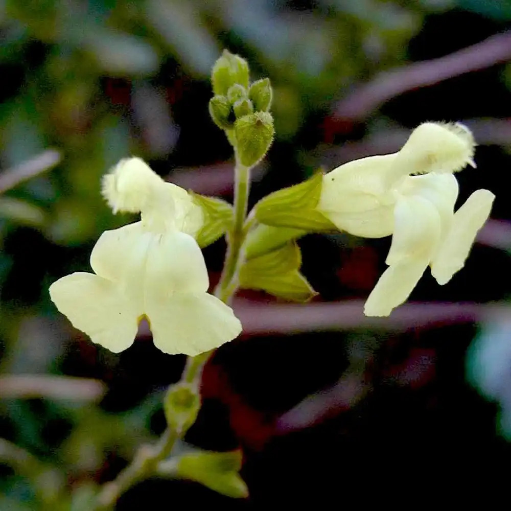 SALVIA greggii 'Yellow'