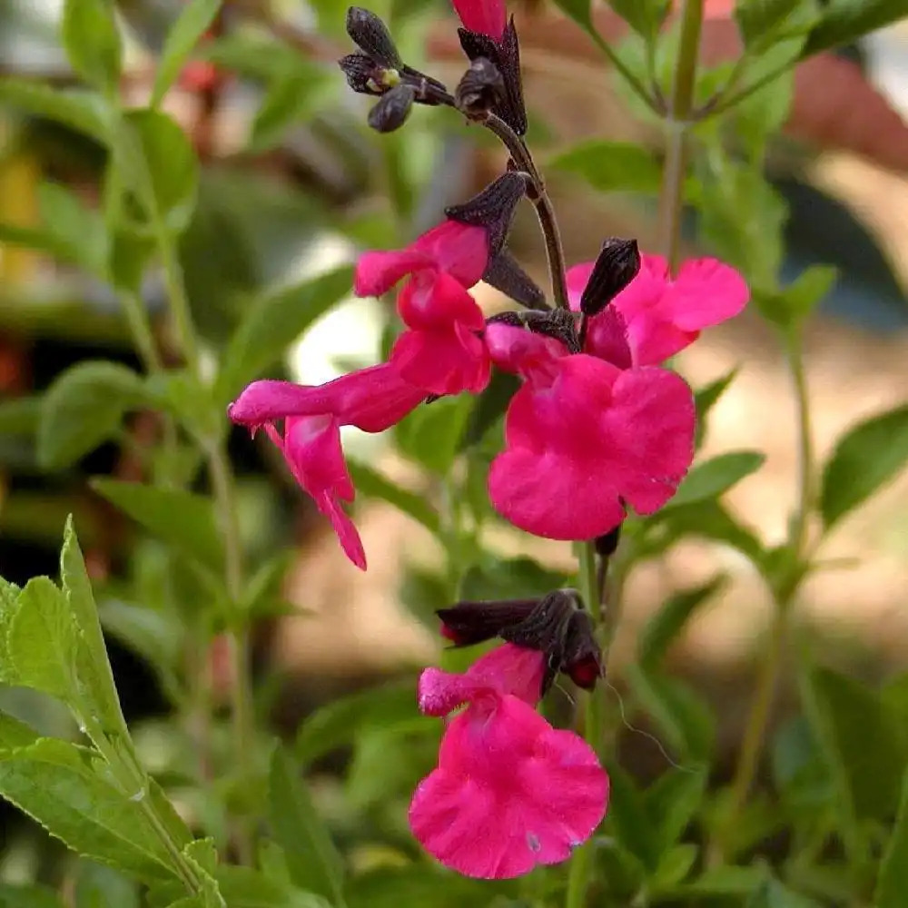 SALVIA microphylla (grahamii)