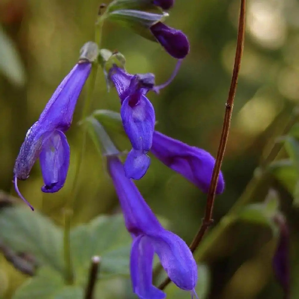 SALVIA guaranitica