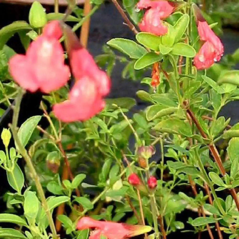 SALVIA x jamensis 'El Duranzo'