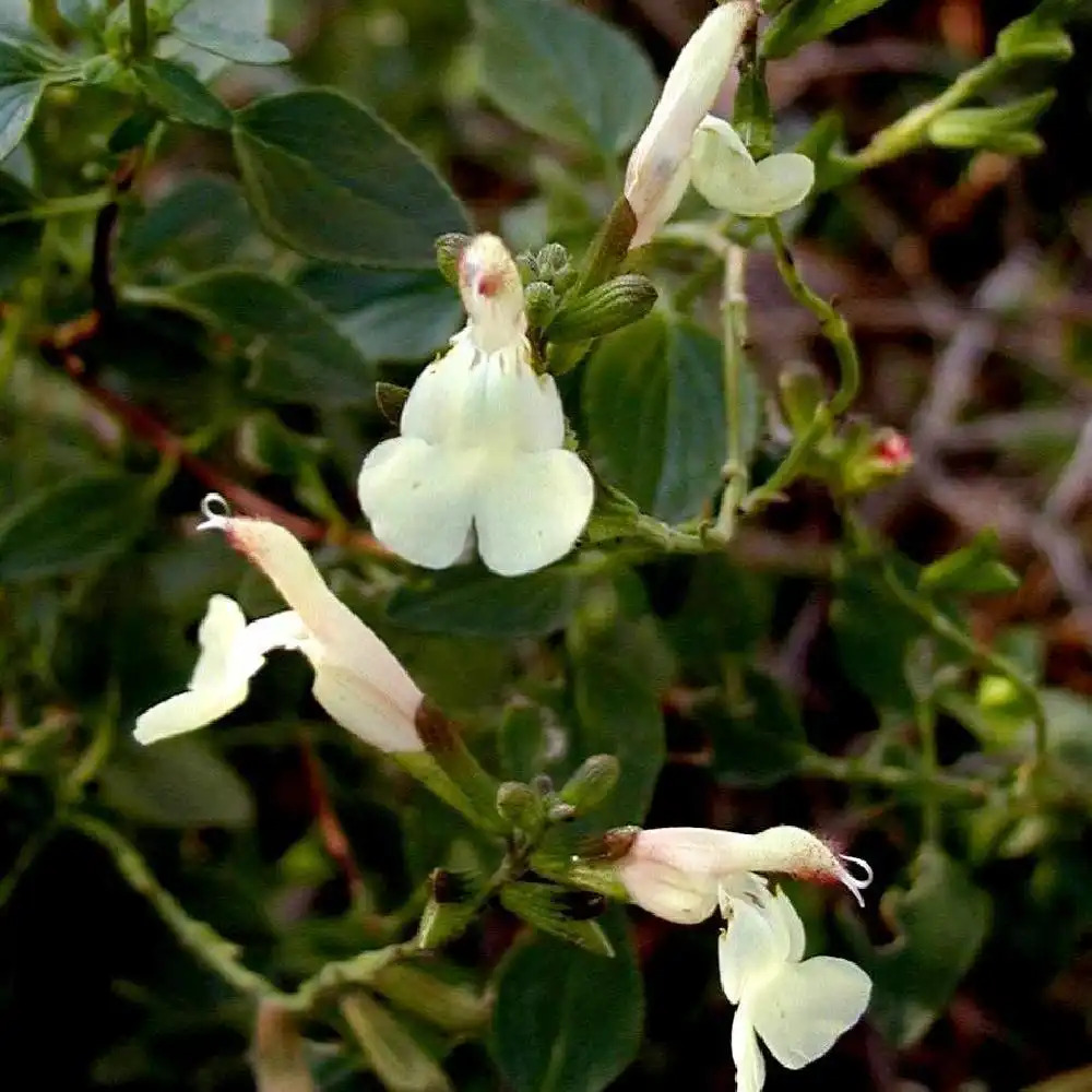 SALVIA x jamensis 'La Luna'