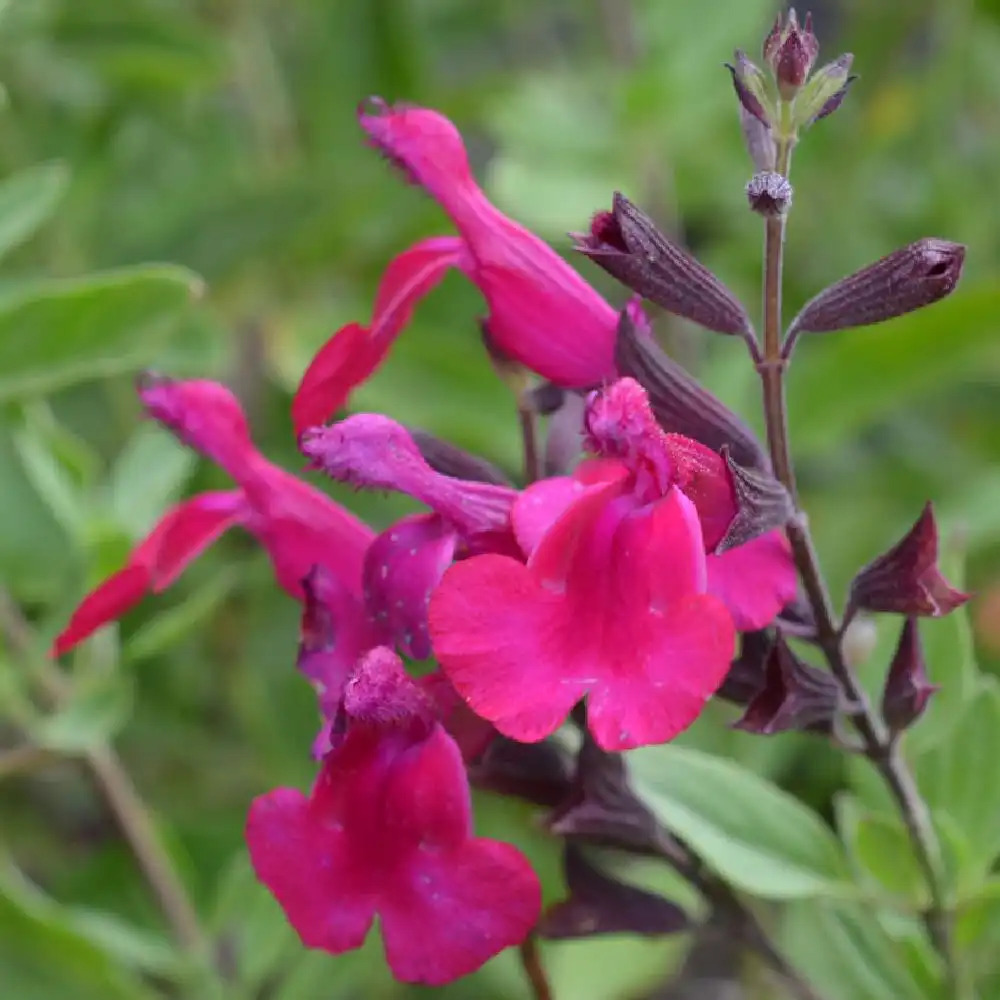 SALVIA x jamensis 'Raspberry Royale'