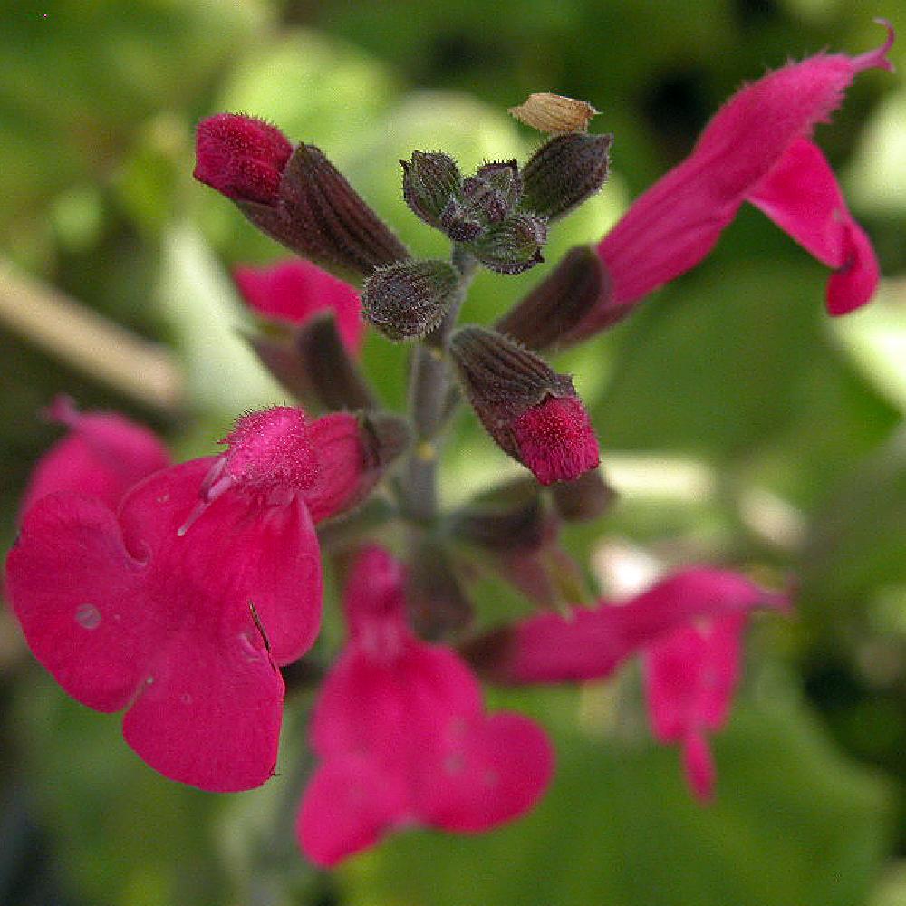 SALVIA x jamensis