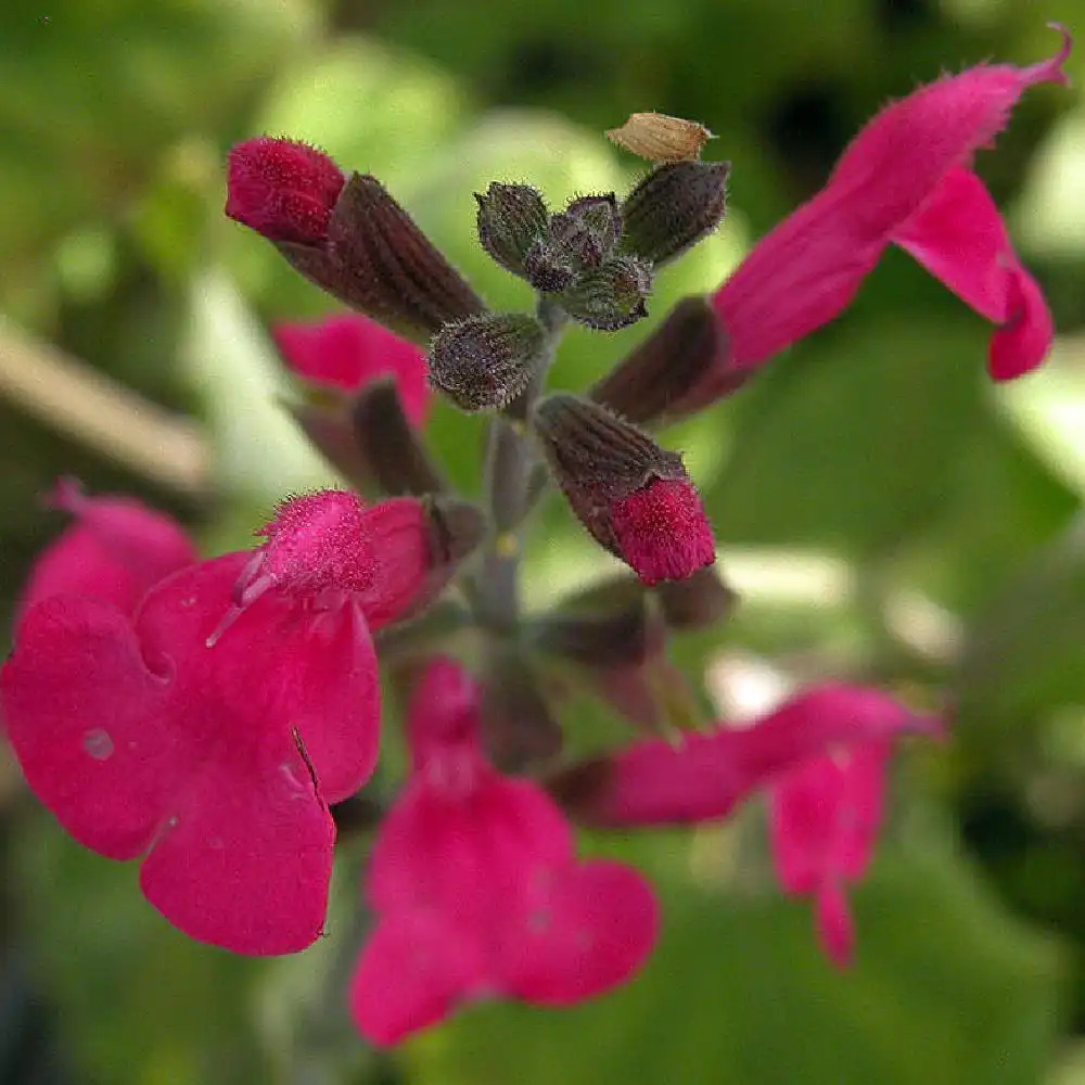 SALVIA x jamensis