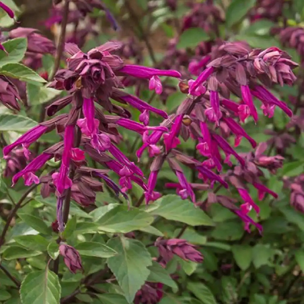 SALVIA x 'Love & Wishes'