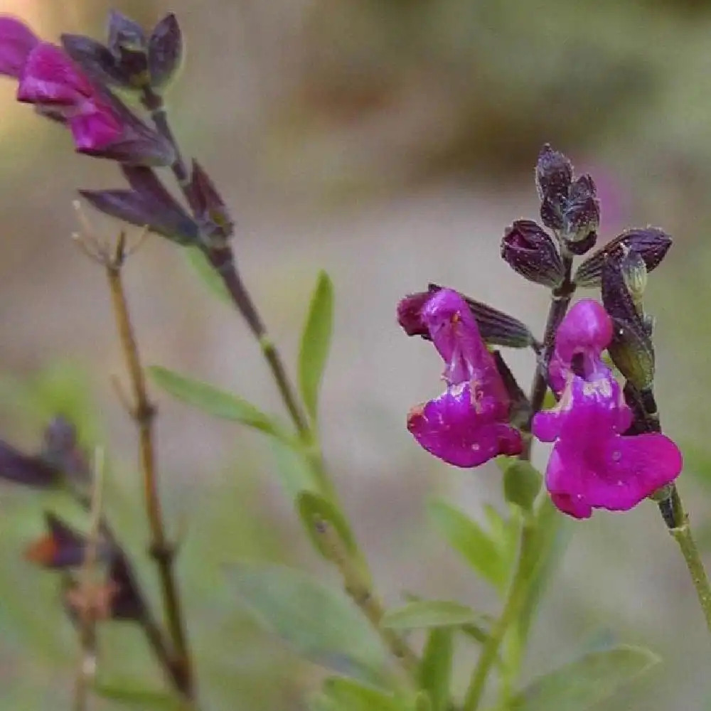 Sauge des bois (Salvia sylvestris) - PictureThis