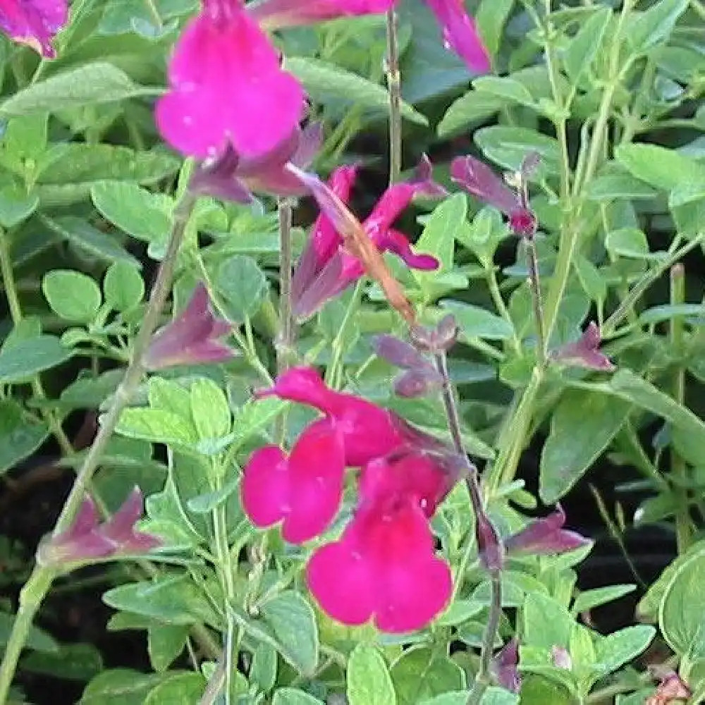 SALVIA macellaria