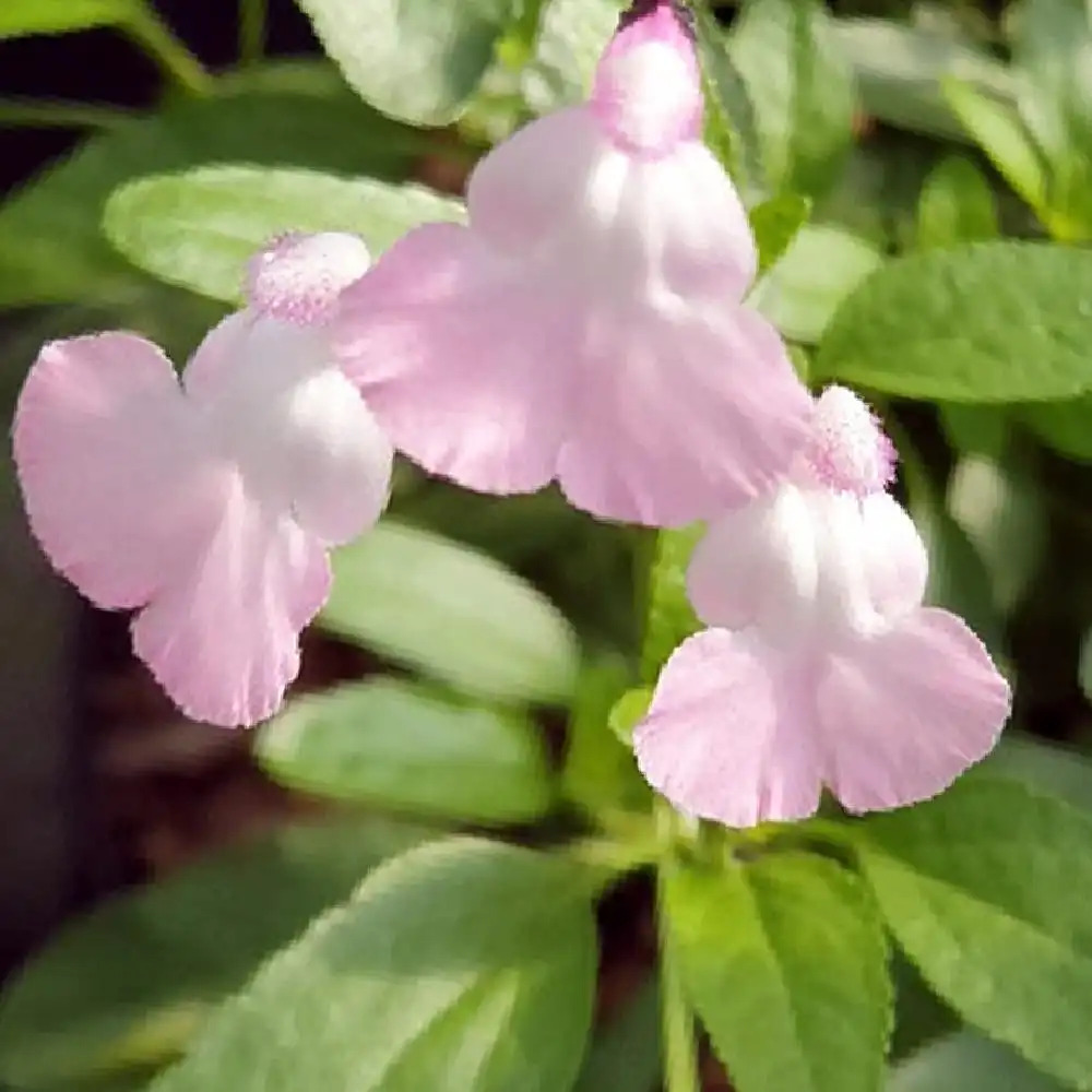 SALVIA microphylla 'Anduus'