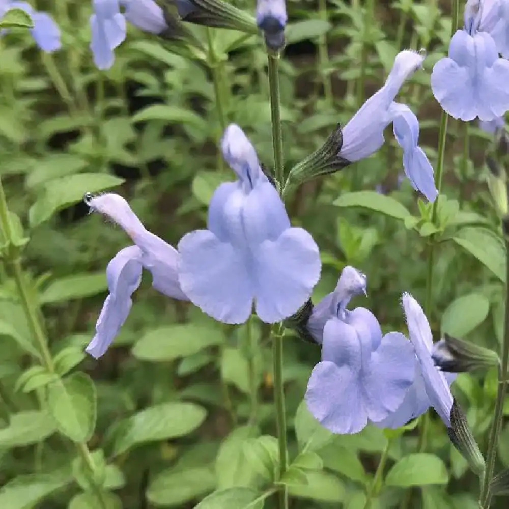 SALVIA microphylla 'Aquamarine'