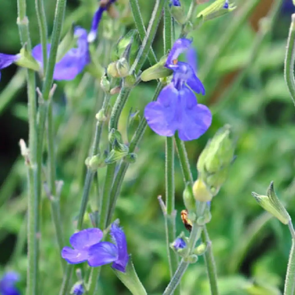 SALVIA microphylla 'Blue Monrovia'