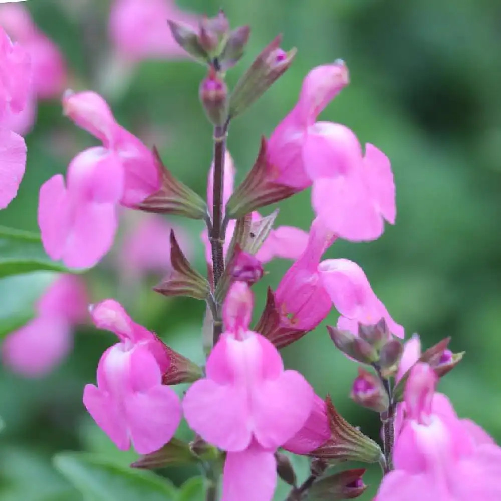 SALVIA microphylla 'Delice Roselilac'®