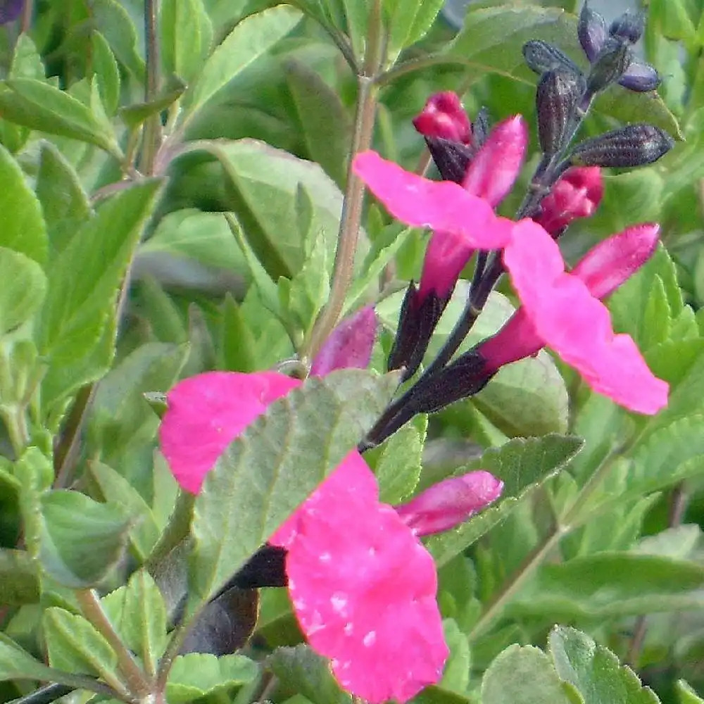 SALVIA microphylla 'Grahamii' fuchsia