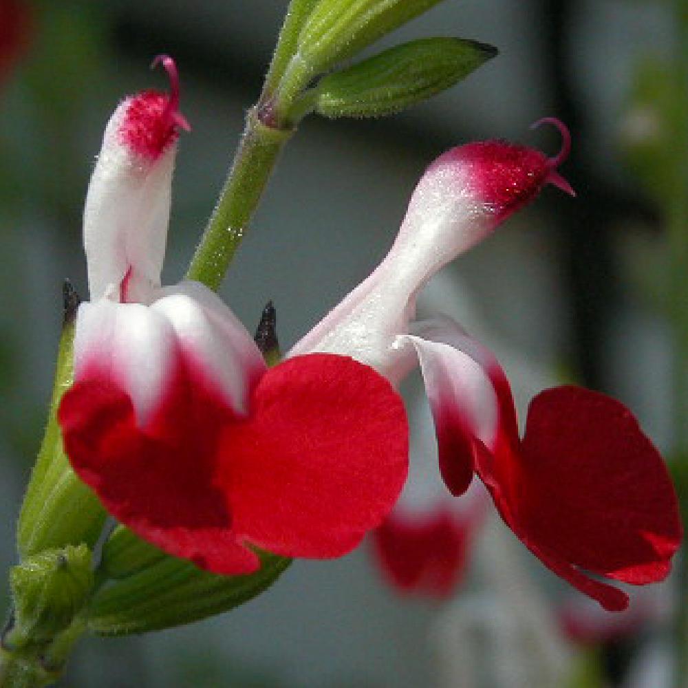 SALVIA microphylla 'Hot Lips'