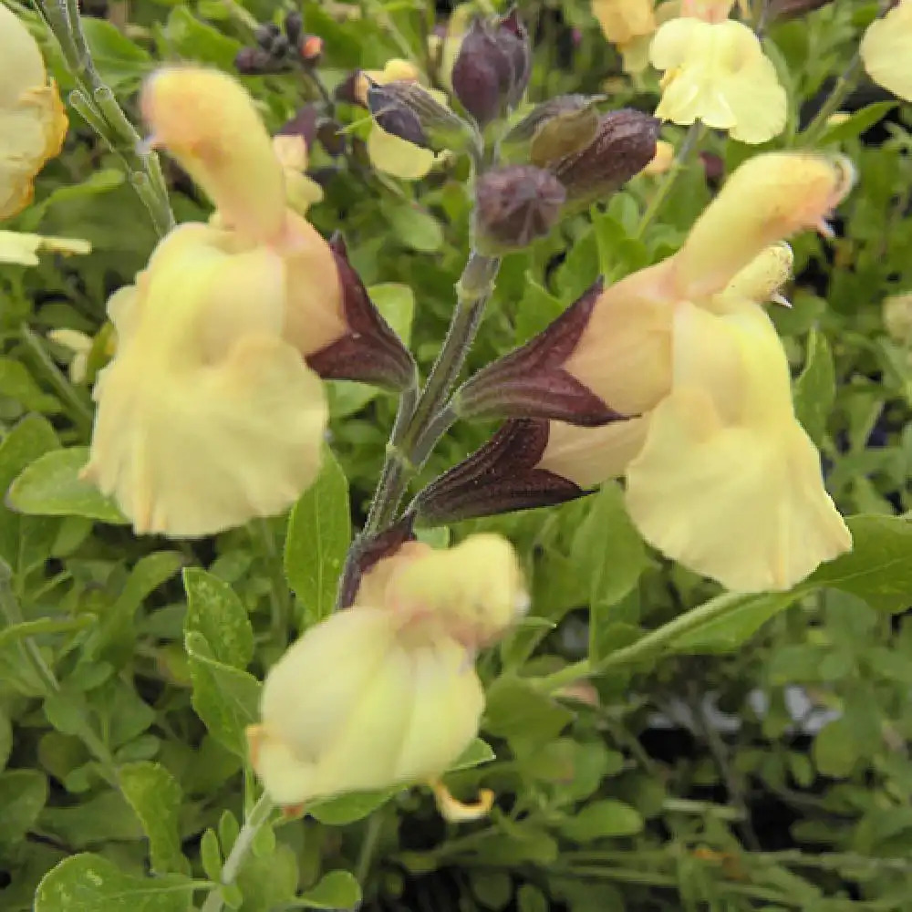 SALVIA microphylla 'Melen'