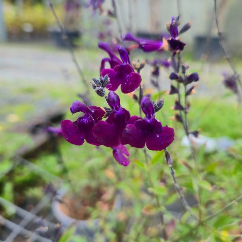 SALVIA microphylla 'Nachtvlinder'