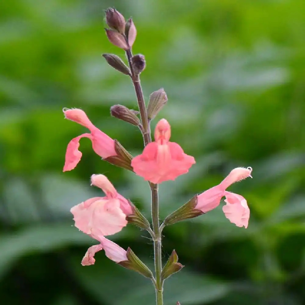 SALVIA microphylla 'Papajan'