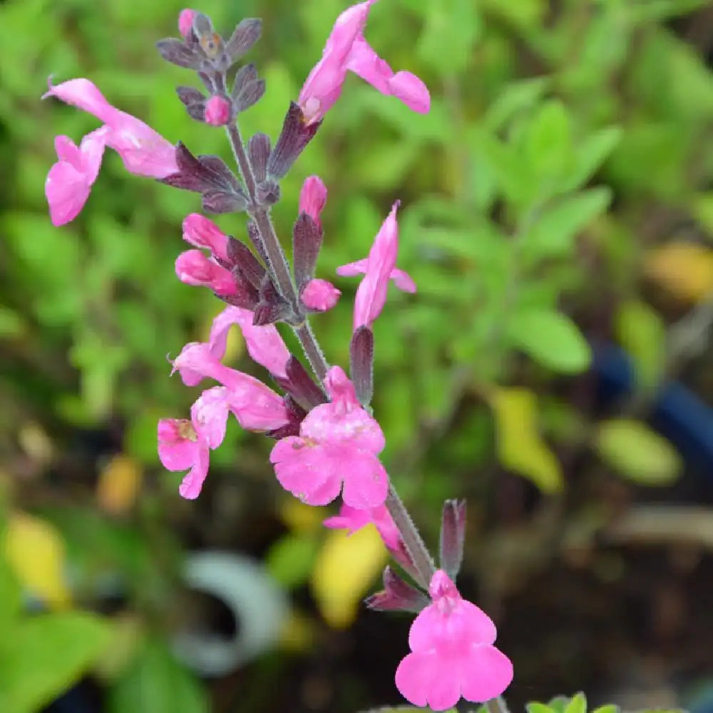 SALVIA microphylla 'Pink Beauty'
