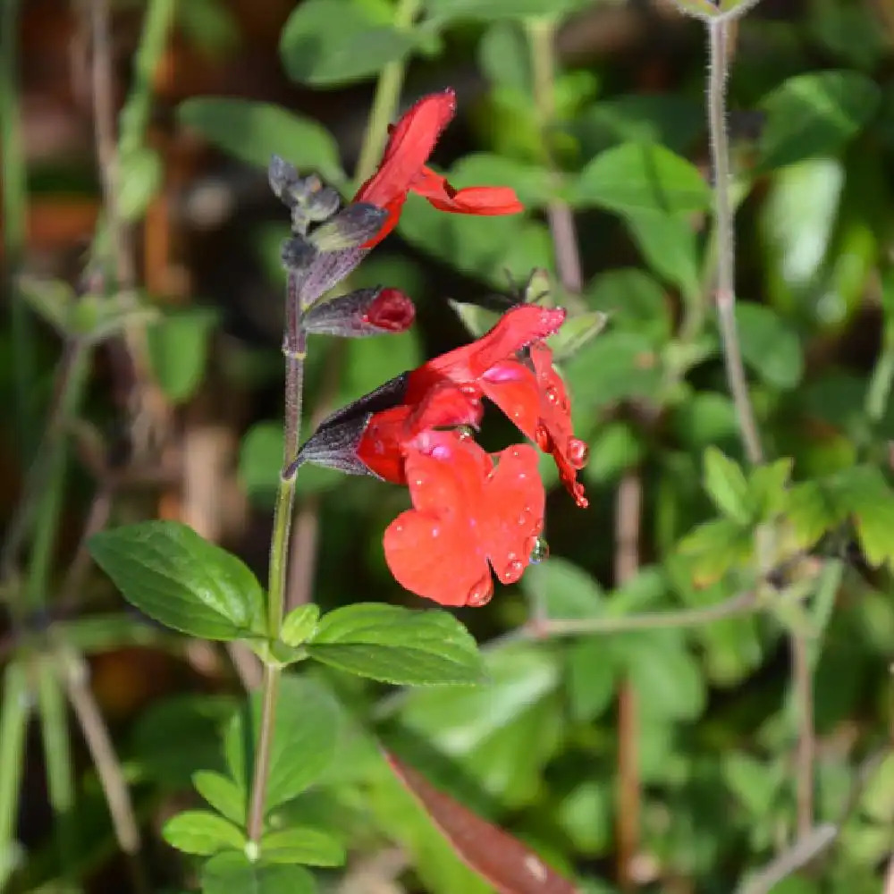 SALVIA microphylla 'Royal Bumble'