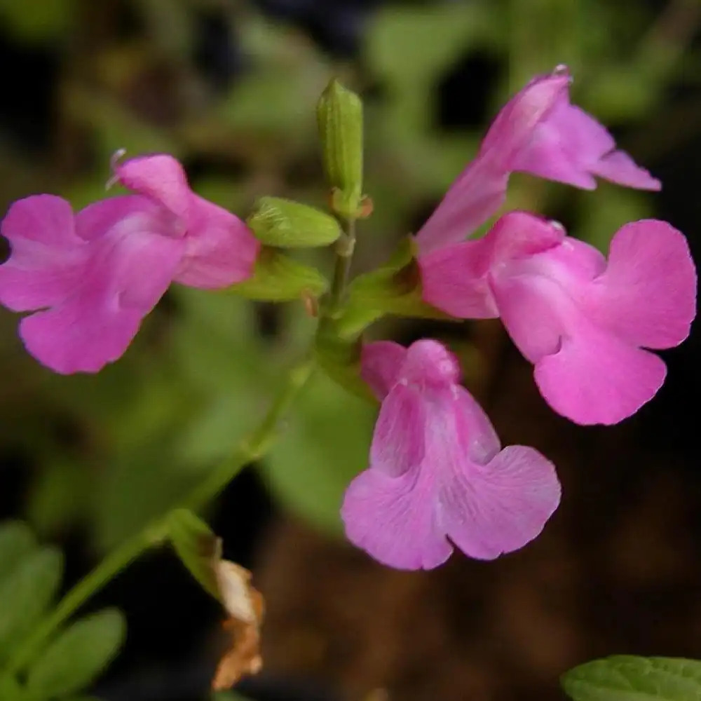 SALVIA microphylla 'Trewitten Pink'