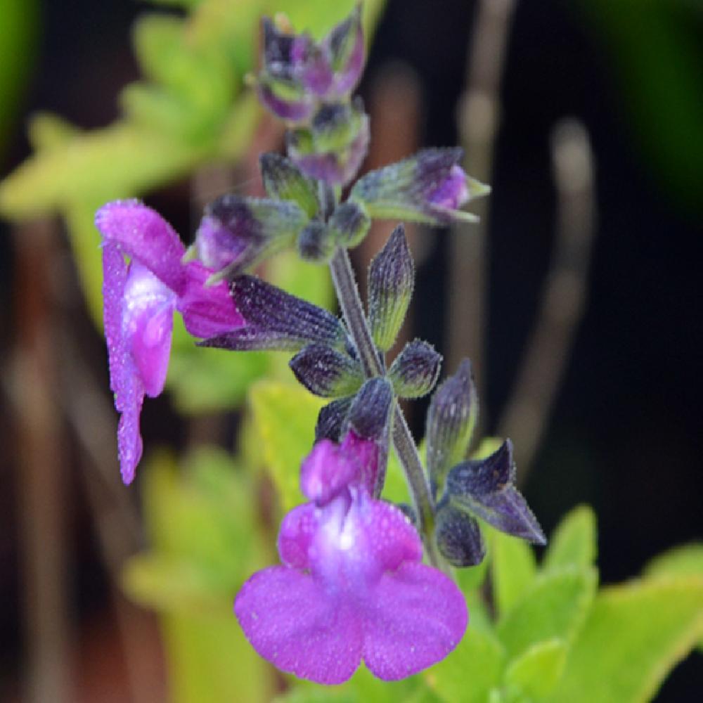 SALVIA microphylla (grahamii) 'Violette'