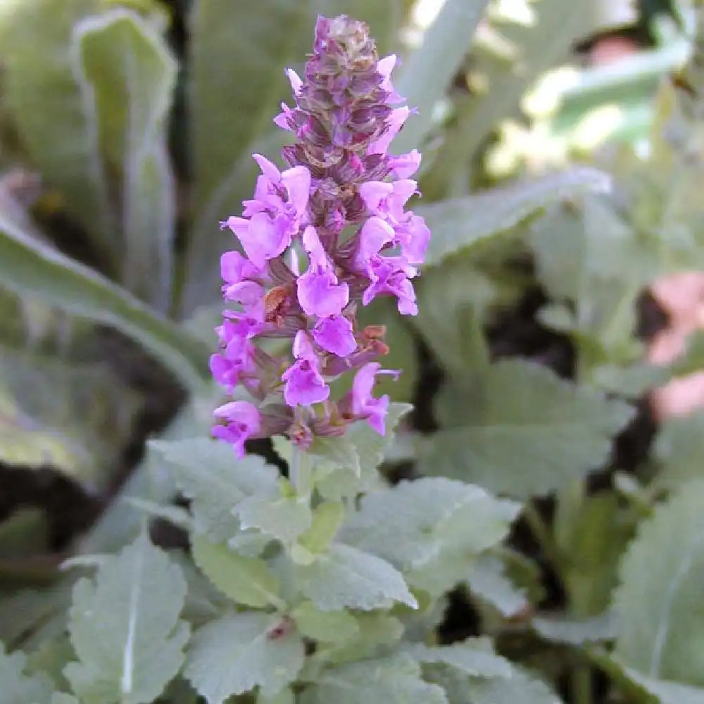 SALVIA nemorosa 'Blaukönigin'