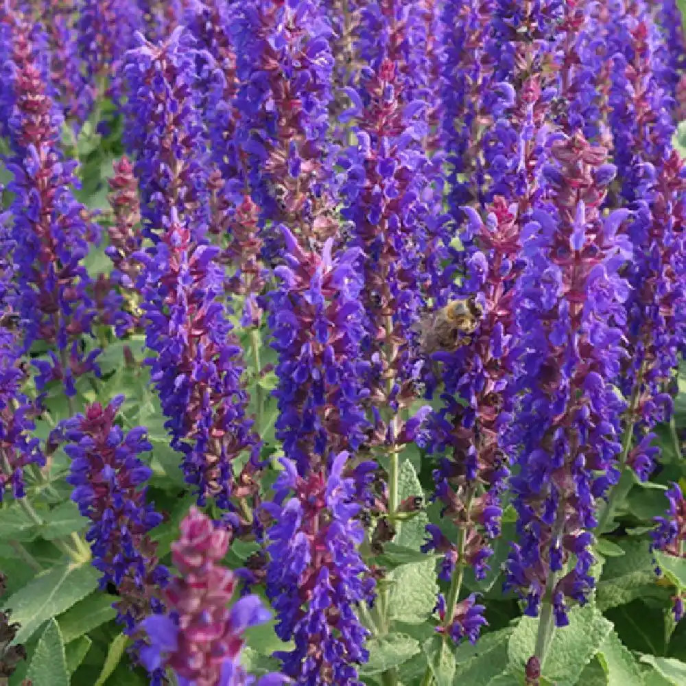 SALVIA nemorosa 'Blue Bouquetta' ®