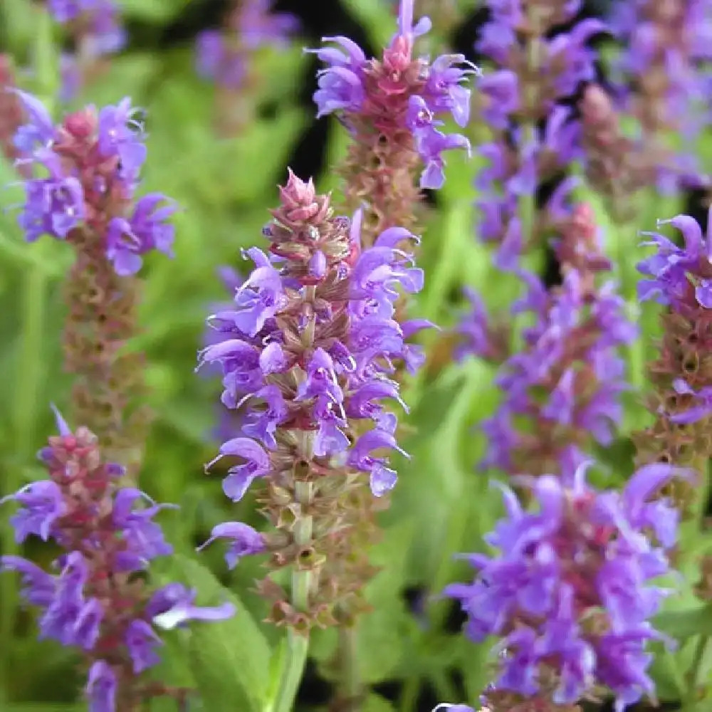 SALVIA nemorosa 'Blauhügel'