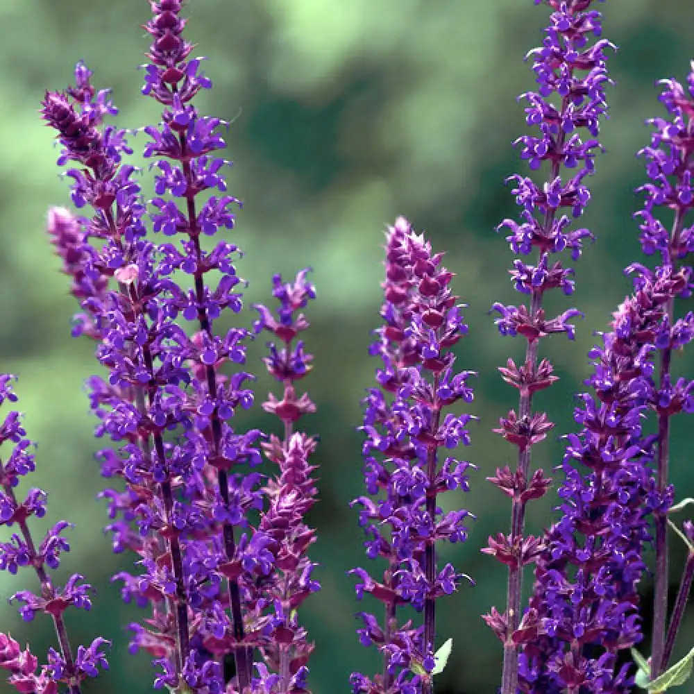 SALVIA nemorosa 'Caradonna'