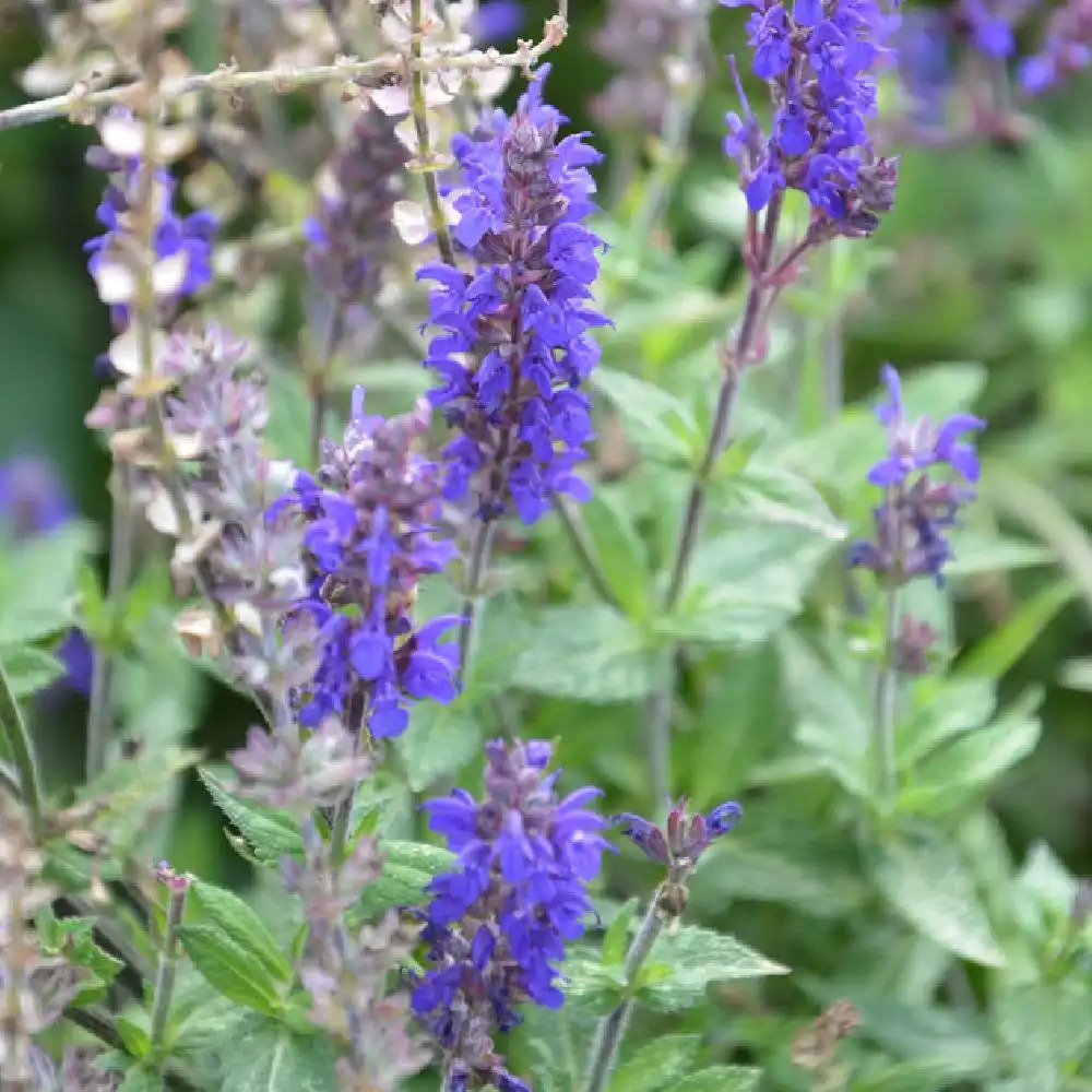 SALVIA nemorosa 'Deep Blue Field'