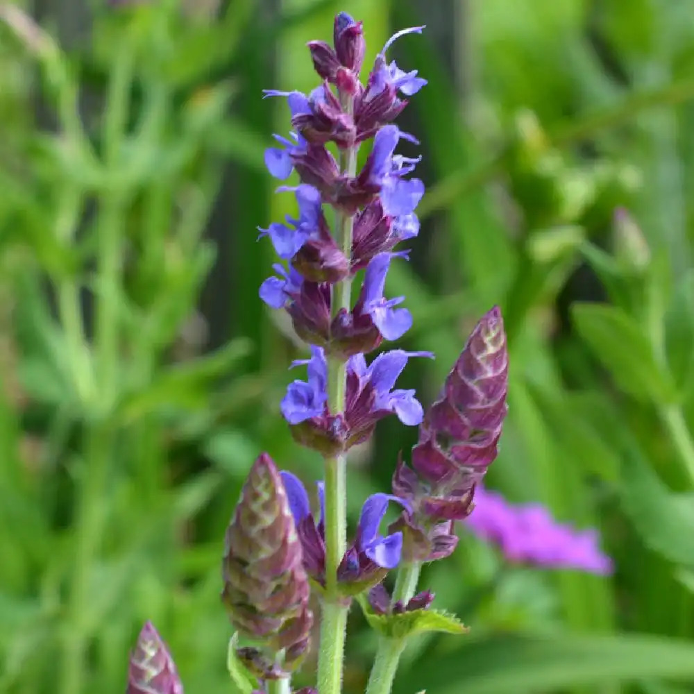 SALVIA nemorosa 'Jan Spruyt'