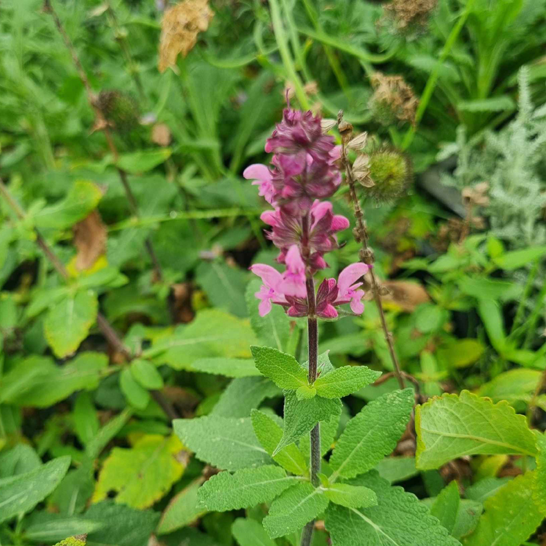 SALVIA nemorosa 'Katsjing'Â®