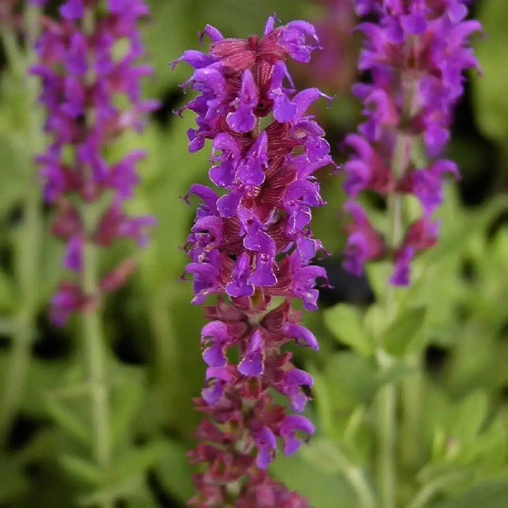 SALVIA nemorosa 'Lubeca'