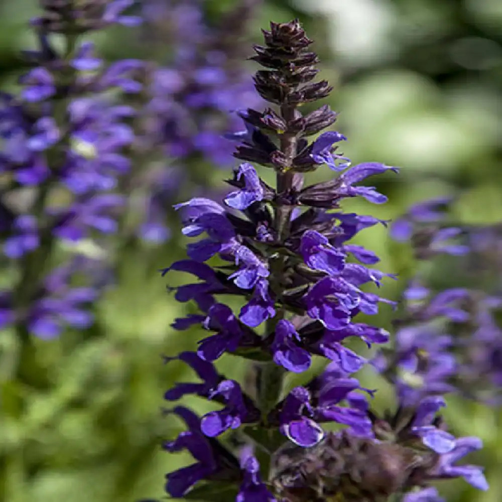SALVIA nemorosa 'Marcus'