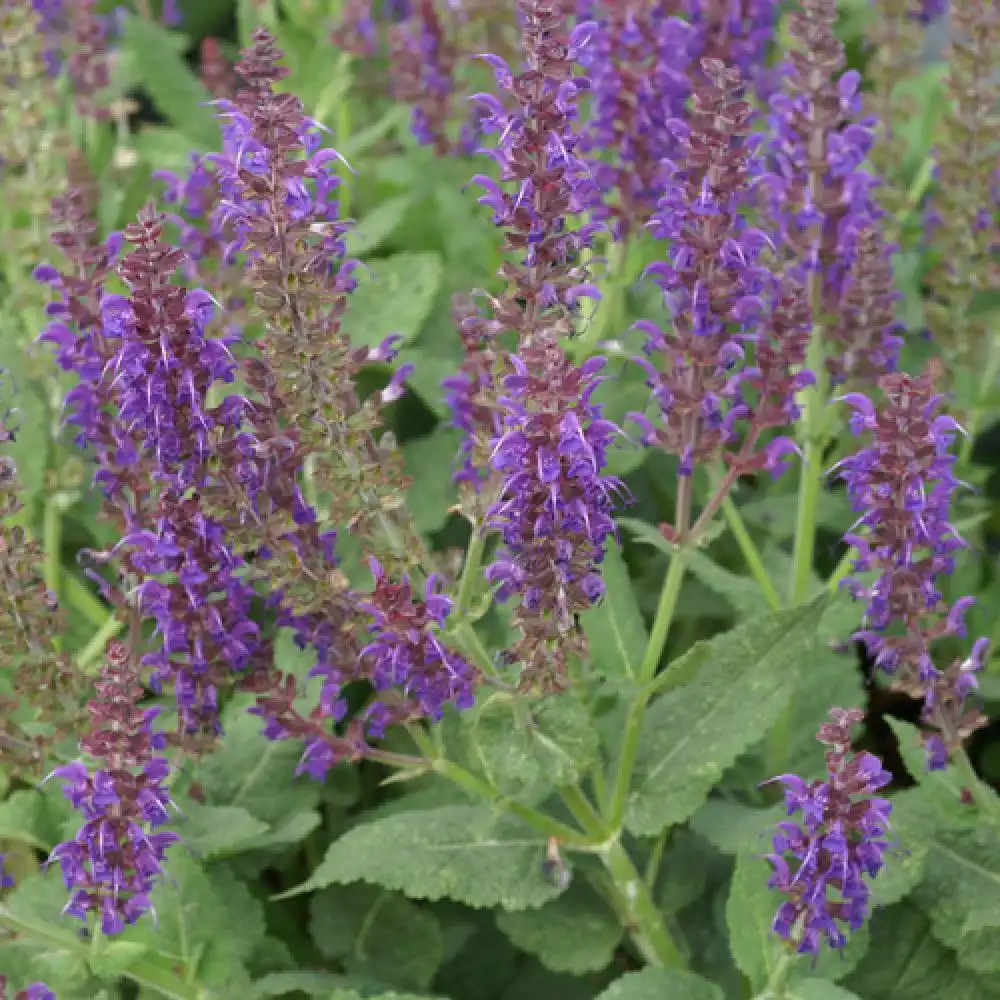 SALVIA nemorosa 'Mainacht'