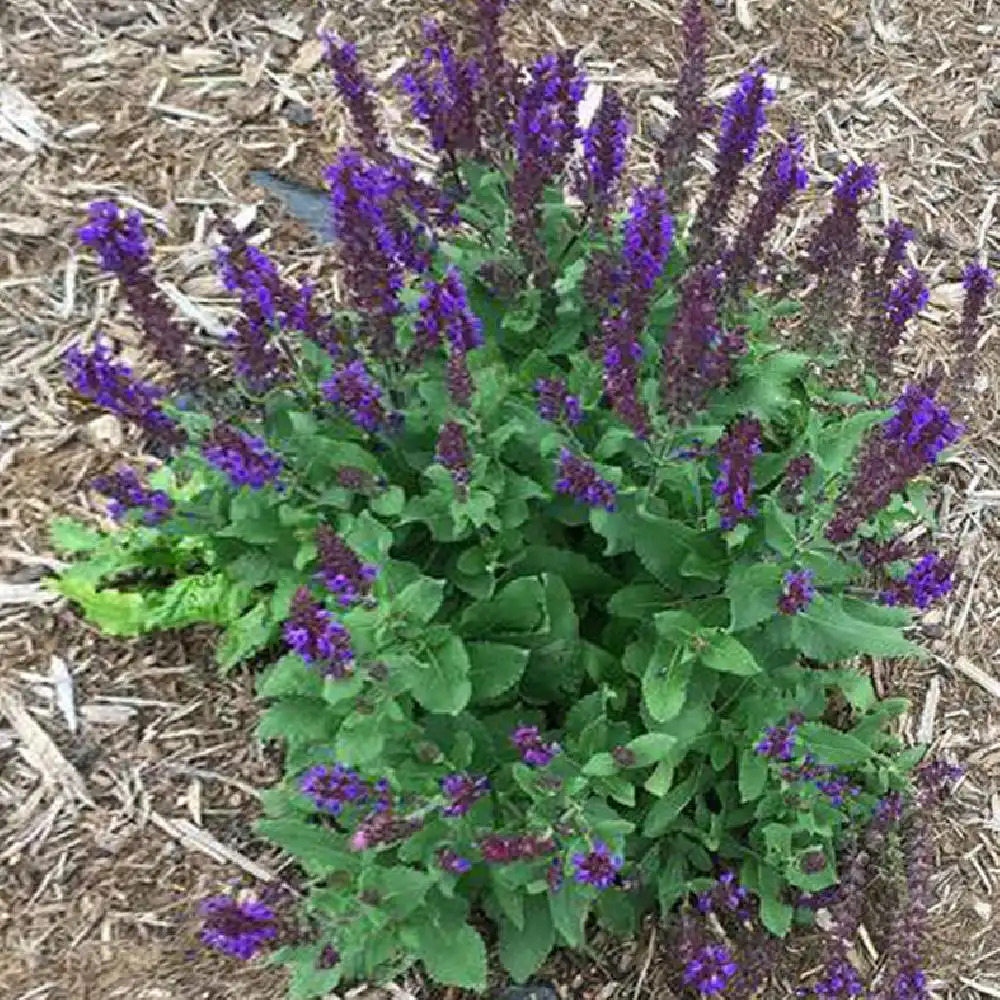 SALVIA nemorosa 'Midnight Purple'