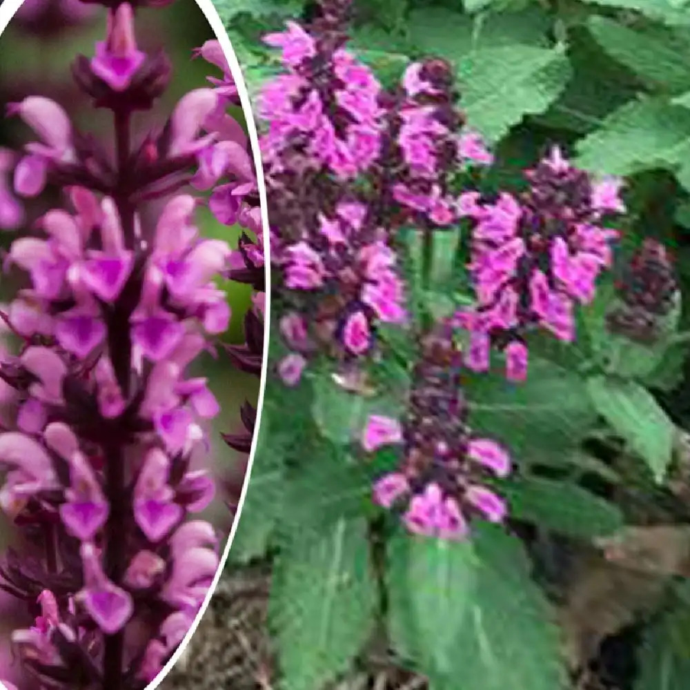 SALVIA nemorosa 'Midnight Rose'