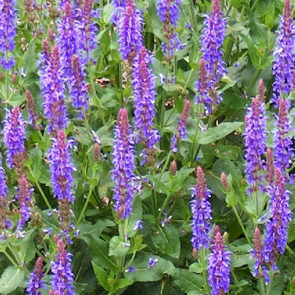 SALVIA nemorosa 'Night Field'