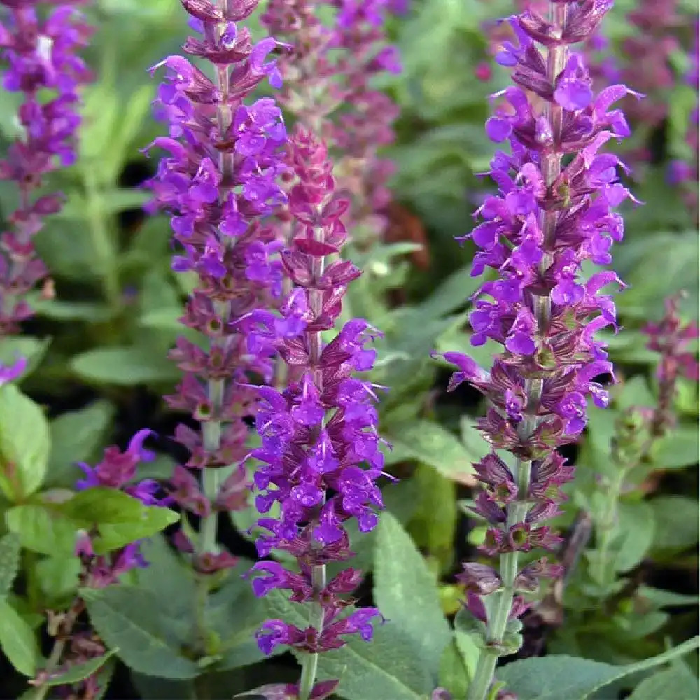 SALVIA nemorosa 'Ostfriesland'