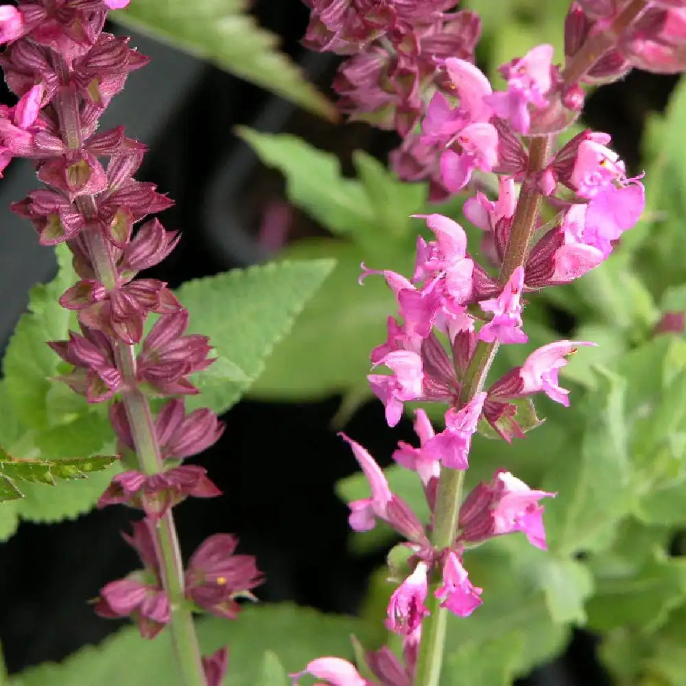 SALVIA nemorosa 'Rosakönigin'