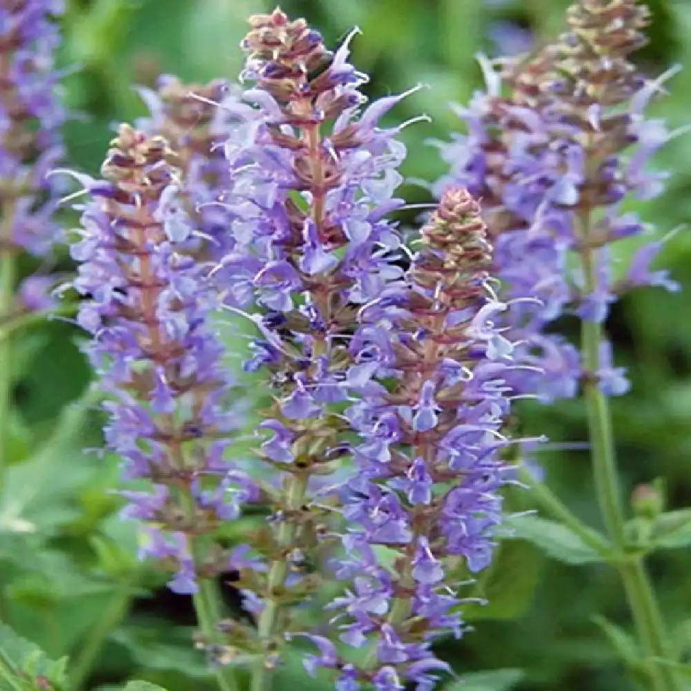 SALVIA nemorosa 'Salute Deep Blue'