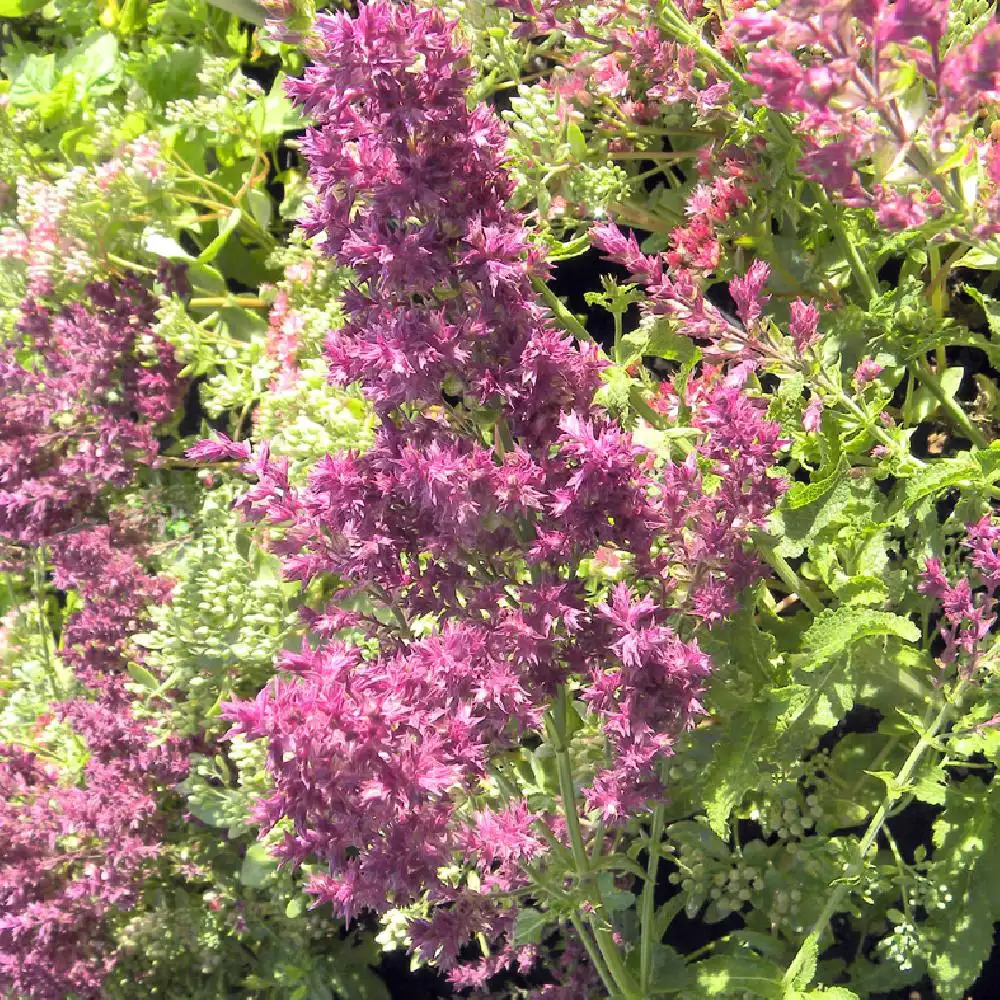 SALVIA nemorosa 'Schwellenburg'