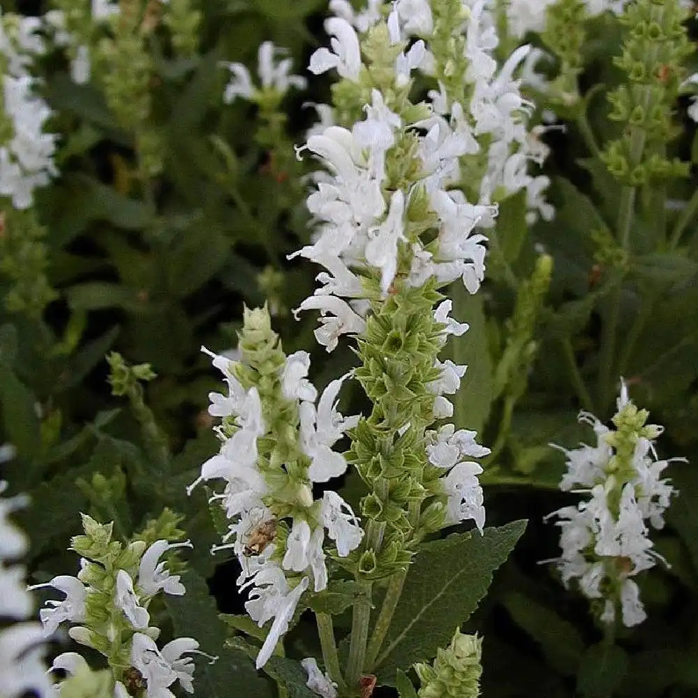 SALVIA nemorosa 'Schneehügel'