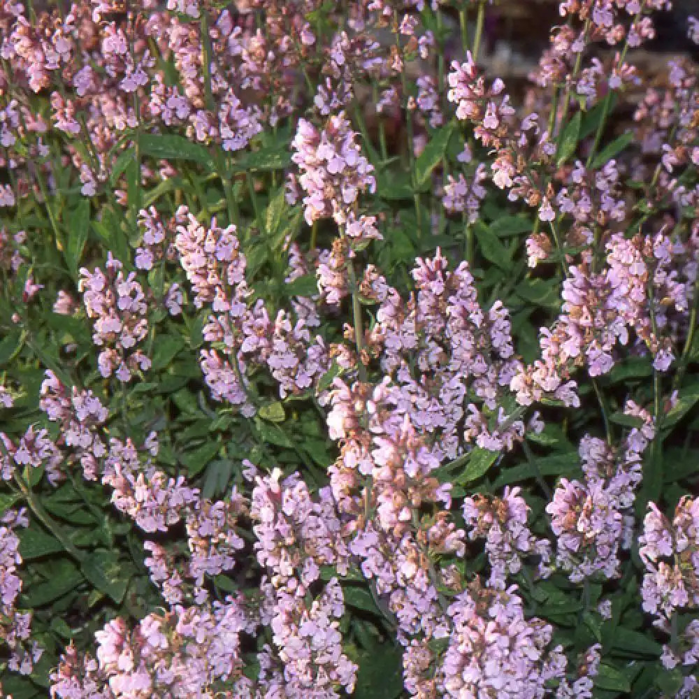 SALVIA officinalis 'Aubigné sur Layon'