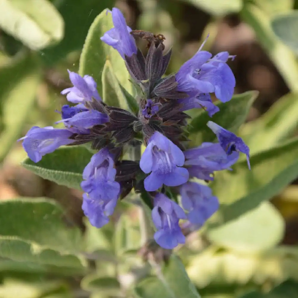 SALVIA officinalis 'Berggarten'