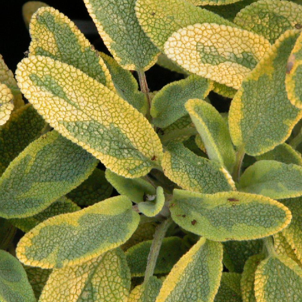 SALVIA officinalis 'Icterina'