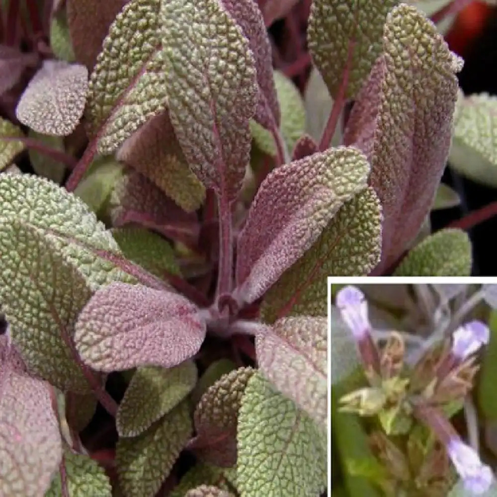 SALVIA officinalis 'Purpurascens'